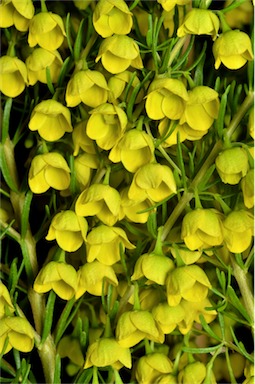 APII jpeg image of Boronia megastigma 'Lutea'  © contact APII