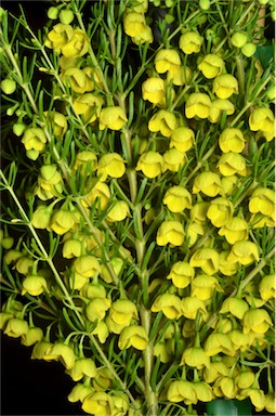 APII jpeg image of Boronia megastigma 'Lutea'  © contact APII