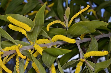 APII jpeg image of Acacia grandifolia  © contact APII