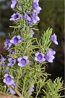 APII jpeg image of Prostanthera teretifolia  © contact APII