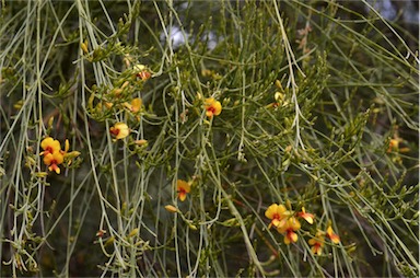 APII jpeg image of Jacksonia cupulifera  © contact APII