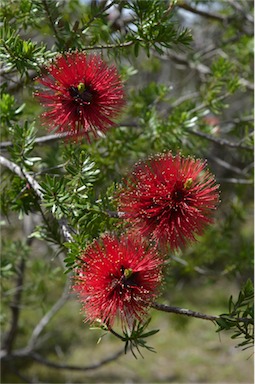 APII jpeg image of Kunzea baxteri  © contact APII