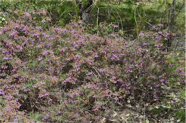 APII jpeg image of Lysiosepalum involucratum  © contact APII