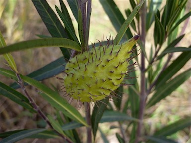APII jpeg image of Gomphocarpus fruticosus  © contact APII