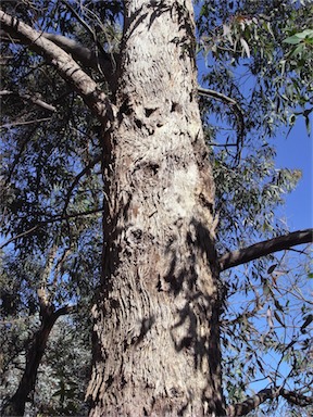 APII jpeg image of Eucalyptus rudderi  © contact APII