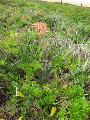 APII jpeg image of Aloe maculata  © contact APII
