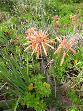 APII jpeg image of Aloe maculata  © contact APII