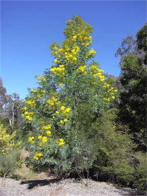 APII jpeg image of Acacia blayana  © contact APII