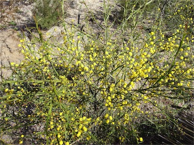 APII jpeg image of Acacia trigonophylla  © contact APII