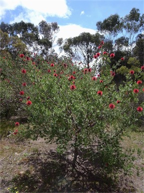 APII jpeg image of Kunzea baxteri  © contact APII