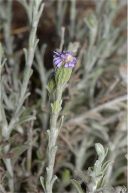 APII jpeg image of Vittadinia gracilis  © contact APII