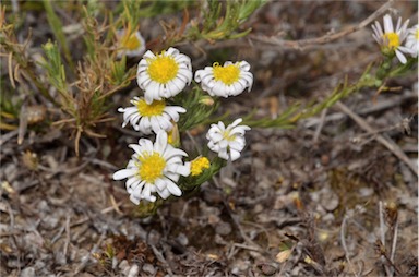 APII jpeg image of Minuria leptophylla  © contact APII