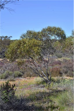 APII jpeg image of Eucalyptus gracilis  © contact APII