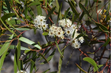 APII jpeg image of Eucalyptus gracilis  © contact APII