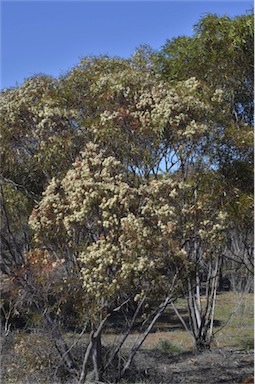 APII jpeg image of Eucalyptus gracilis  © contact APII