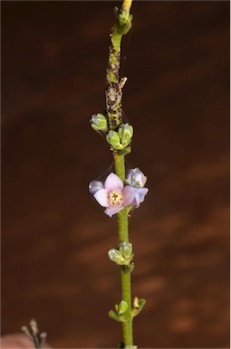 APII jpeg image of Boronia coerulescens subsp. coerulescens  © contact APII