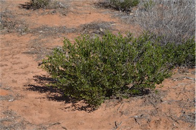 APII jpeg image of Dodonaea bursariifolia  © contact APII