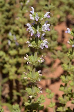 APII jpeg image of Salvia verbenaca var. vernalis  © contact APII