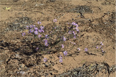 APII jpeg image of Olearia magniflora  © contact APII