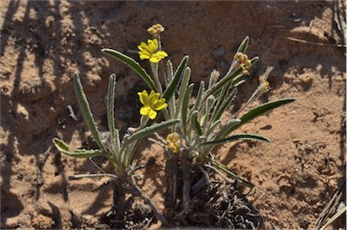 APII jpeg image of Goodenia willisiana  © contact APII