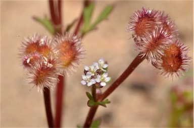 APII jpeg image of Trachymene cyanopetala  © contact APII