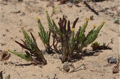 APII jpeg image of Podotheca angustifolia  © contact APII