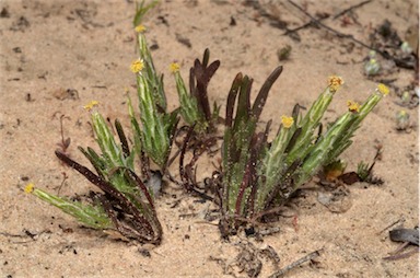 APII jpeg image of Podotheca angustifolia  © contact APII