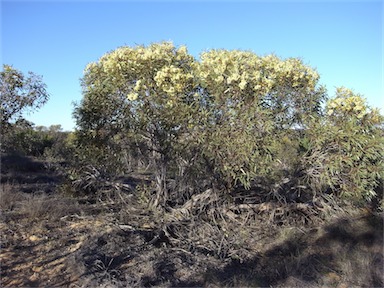 APII jpeg image of Eucalyptus incrassata  © contact APII