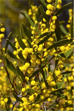 APII jpeg image of Acacia microcarpa  © contact APII