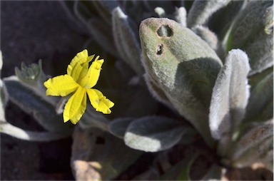 APII jpeg image of Goodenia robusta  © contact APII