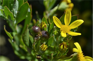 APII jpeg image of Chrysanthemoides monilifera subsp. monilifera  © contact APII