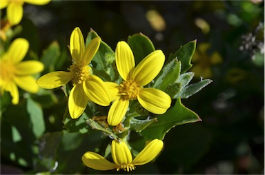 APII jpeg image of Chrysanthemoides monilifera subsp. monilifera  © contact APII