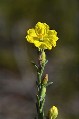 APII jpeg image of Hibbertia riparia  © contact APII