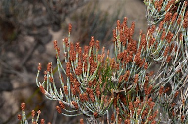 APII jpeg image of Allocasuarina pusilla  © contact APII