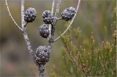 APII jpeg image of Allocasuarina paludosa  © contact APII