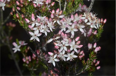 APII jpeg image of Calytrix tetragona  © contact APII