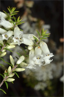 APII jpeg image of Epacris impressa  © contact APII