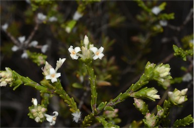 APII jpeg image of Pimelea phylicoides  © contact APII