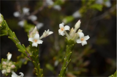 APII jpeg image of Pimelea phylicoides  © contact APII