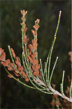 APII jpeg image of Allocasuarina paludosa  © contact APII