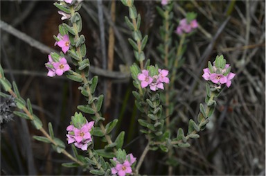 APII jpeg image of Zieria veronicea subsp. veronicea  © contact APII