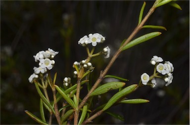 APII jpeg image of Logania linifolia  © contact APII