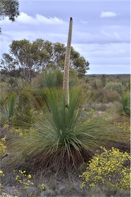 APII jpeg image of Xanthorrhoea australis  © contact APII