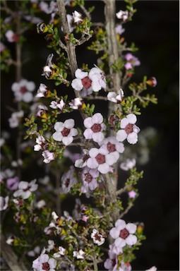 APII jpeg image of Baeckea crassifolia  © contact APII