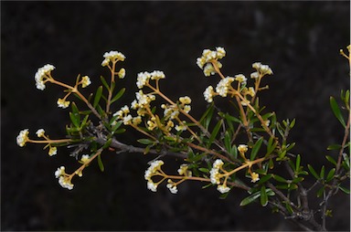 APII jpeg image of Logania linifolia  © contact APII