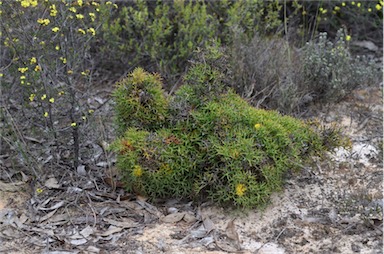 APII jpeg image of Isopogon ceratophyllus  © contact APII