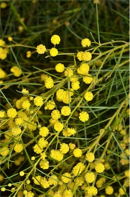 APII jpeg image of Acacia euthycarpa subsp. euthycarpa  © contact APII