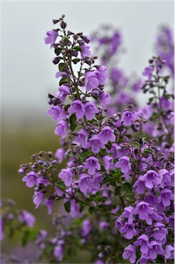 APII jpeg image of Prostanthera rotundifolia  © contact APII