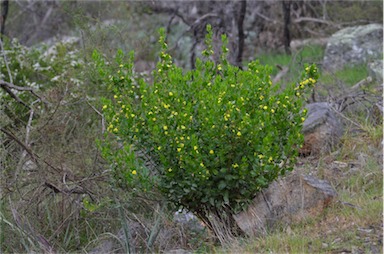 APII jpeg image of Goodenia ovata  © contact APII