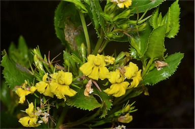 APII jpeg image of Goodenia ovata  © contact APII